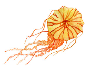 Orange jellyfish hand drawn watercolor clip art