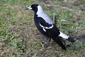 Close up of an Australian magpie, with a dirty beak, inspecting a recently mown lawn on a cold and damp day