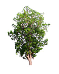 Obraz premium Green trees in natural rice field isolated on white background