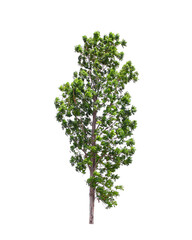 Fototapeta premium Green trees in natural rice field isolated on white background