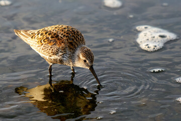 The Dunlin or Calidris alpina. One bird Dunlin on the shore looking for food