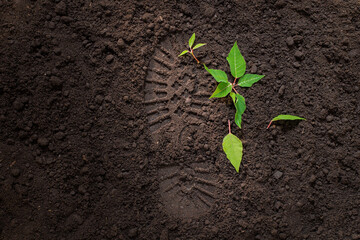 young green sprout on the ground next to the footprint of a man's shoe, trample the shoots of a...