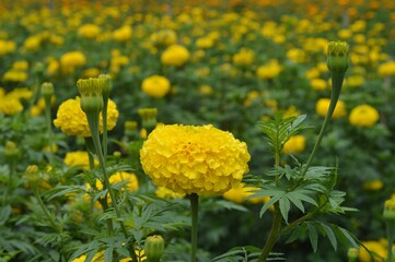 yellow flowers in the field