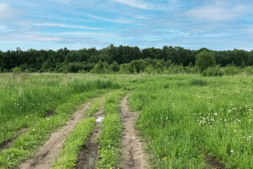 Fototapeta na wymiar dirt road among green grass in the field with forest trees on horizon