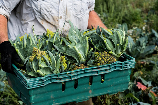 Close up of farmer with crate of Romanesco cauliflowers.