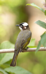 Chinese real bulbul sits on a branch against a blurry background, view from the back of a bird, Pycnonotus sinensis