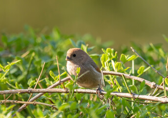 A brown sutora sits on a twig above a green bush, Sinosuthora webbiana