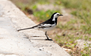 White wagtail on the ground hunts insects, Motacilla alba