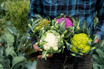 Farmer in a field of harvested cauliflowers