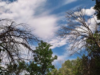 Obraz na płótnie Canvas clouds and trees