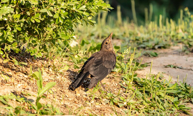 Blackbird, an adult bird, sits on the ground among the vegetation, Turdus merula