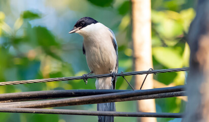 blue magpie sits on wires in the park, Cyanopica cyana