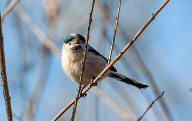 Small Silver-throated bushtit perched on a tree branch, Aegithalos glaucogularis
