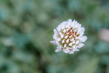white flower on the grass