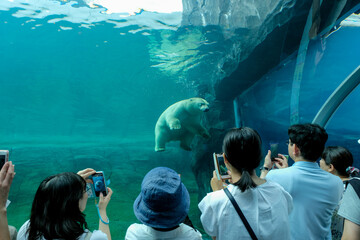泳ぐホッキョクグマ