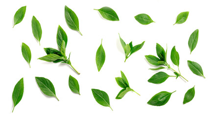 fresh basil leaves isolated on white background.