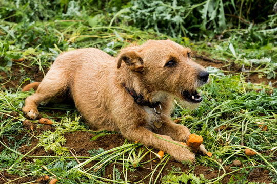 Cute Dog Lying In A Field, Eating Carrot.