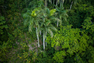 tropics and rainforest aerial photography view far from above with drone