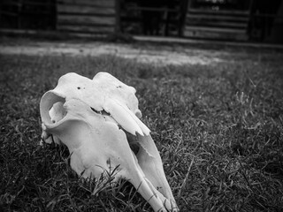 白骨化した山羊の頭蓋骨