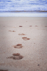 footprints in the sand on white sandy beach on the island with coconut palms above the sea waves