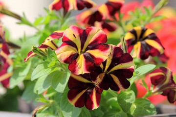 Colorful petunias in a flower bed