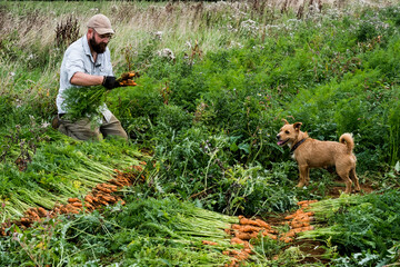 Farmer holding bunch of freshly picked carrots.