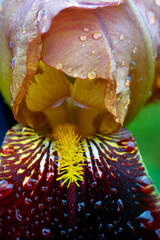 Closeup of iris leaves shot in the garden after the rain. Vivid coloured flower leaves shot close with visible raindrops.