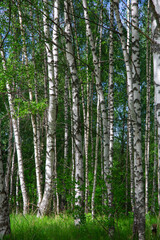 summer forest landscape with birch trees and meadow, sunny day