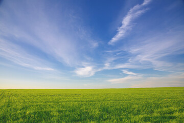 Fototapeta na wymiar summer landscape, field with green grass and horizon, textured sunset sky, sun