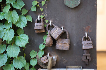 Contrast of old and rusty locks of various shapes and fresh leaves next to them