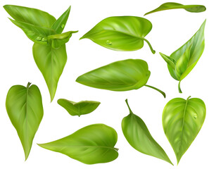 Realistic Detailed 3d Different Green Leaves Set. Vector