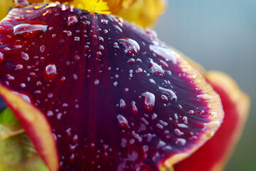 Iris flower leaf shot up close with visible raindrops. Beautiful violet petal in the garden after the rain.
