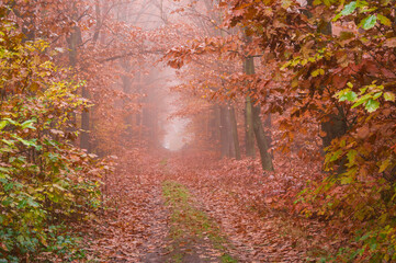 Leśna droga jesienią. - obrazy, fototapety, plakaty