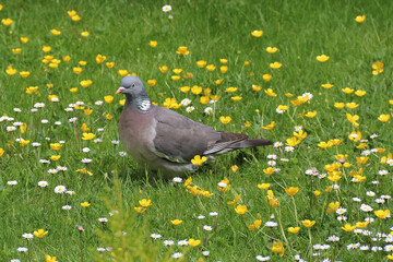 Wood Pigeon in a Country Garden with Wild Flowers