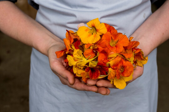 Close up of person holding bunch of edible flowers.