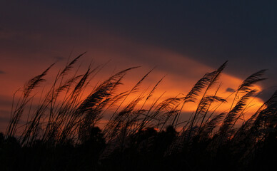 Wheat field in the wind at sunset