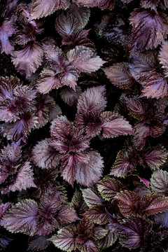 High Angle Close Up Of Purple Mint.