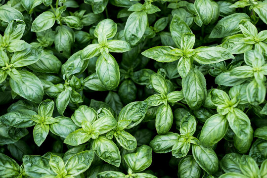 High angle close up of green basil herbs