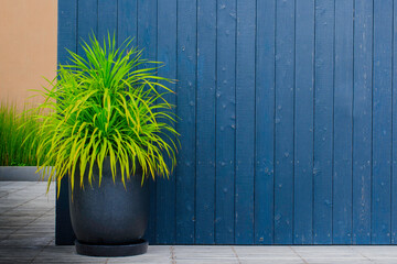 plant in a pot and blue wall.