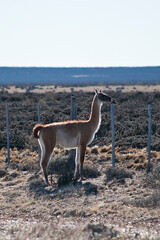 Guanacos behind the fence on a sunny day, in Santa Cruz, Argentina