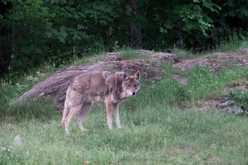 A lone coyote in the woods