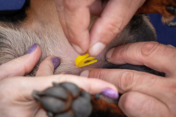 Removing a tick from a dog