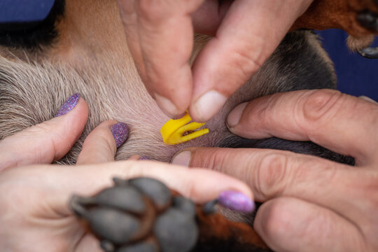 Removing A Tick From A Dog