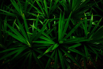 palm tree leaves green background.