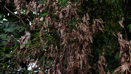 One of the characteristics of plants that will die, because it is dry. These leaves indicate this plant has become firewood. This situation occurs due to lack of nutrients in the soil.