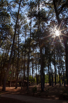 Cabaca em meio a floresta em dia ensolarado