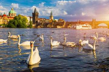 View of Prague Charles bridge near the Vltava river. Swan on the river. Swans swim in the Vltava...