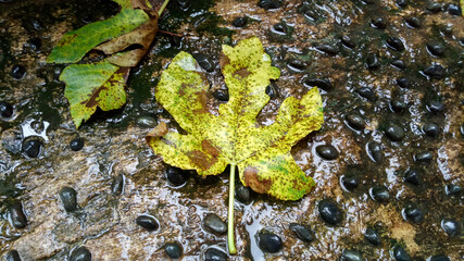 leaf on the rock
