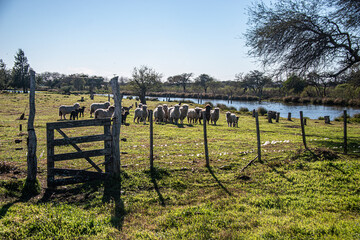 Fototapeta na wymiar Sheep in the field behind the fence on a sunny day, in the province of Entre Ríos, Argentina