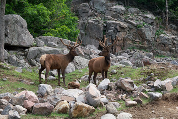 Large deer in a forest